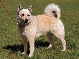 犬を家族に迎える前に